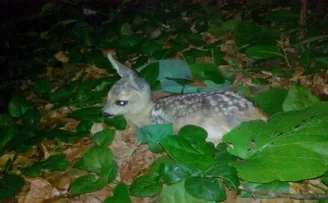 “Karaca yavrularına dokunmayın“ çağrısı
