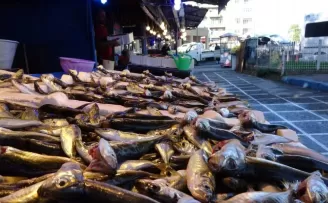 Karadeniz’de istavrit ve çinekop bolluğu