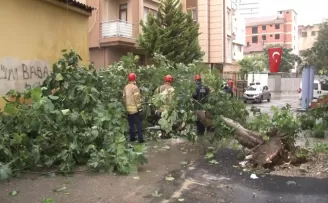 Kartal’da sağanak yağış nedeniyle ağaç devrildi
