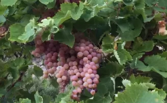 Kaş Margaz Üzümü artık tescilli