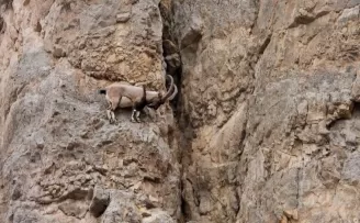 Kayaların usta tırmanıcıları
