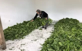 Kaybolmaya yüz tutmuş ipek böceği yetiştiriciliği Nallıhan’da hayat buluyor

