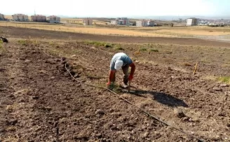 Keçiören Belediyesi üzüm bağı yaprak açtı
