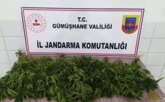 Kelkit’te ‘Kenevir’ operasyonu

