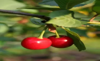 Kiraz için sigorta zamanı
