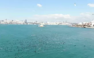 Kız Kulesi açıklarında karabatakların eşsiz dansı görenleri mest etti

