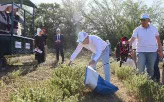 Kocaeli’de kekik hasadı başladı