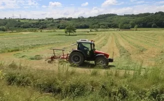 Kocaeli’de ’süt otu’ hasadı başladı