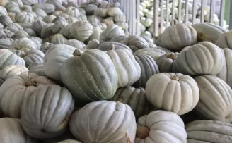 Kocaeli İzmit’te 8 tonluk yerli bal kabağı hasadı