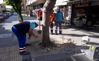 Köklerine beton dökülen ağaçlar tedavi ediliyor
