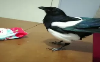 Konuşan karga sosyal medyada fenomen oldu