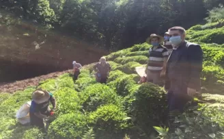 Korona virüse yakalanan köylülerinin çayını imece ile topladılar
