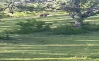 Köyde rastladıkları ayıyı 