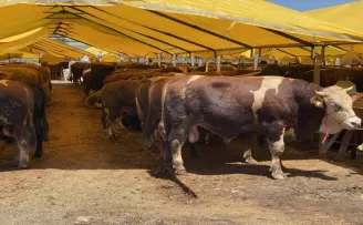 Küçükçekmece’de Kurban Bayramı için tüm önlemler alındı
