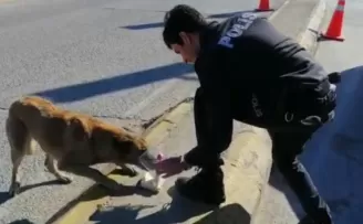 Kumanyasını sokak hayvanlarıyla paylaşan polis görenleri duygulandırdı
