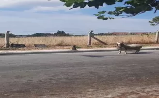 Kurban Bayramı’nda yine hayvanlar kaçtı, vatandaşlar zor anlar yaşadı
