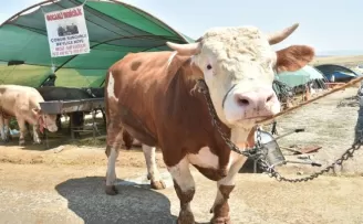 Kurban pazarının şampiyonu “Paşa” oldu
