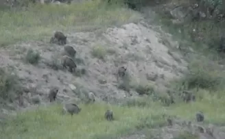 Kuş Cenneti’nde domuz sürüsü görüntülendi
