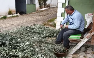 Artvin’e özgü butko zeytininin üretimi sürüyor