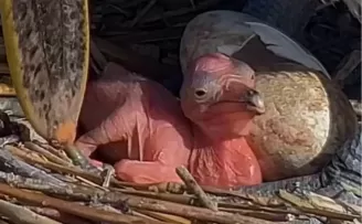 Manyas Kuş Cenneti’nde yeni hayat! Tepeli Pelikan yavruları yumurtadan çıktı