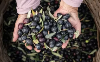 Marmarabirlik’ten 6,8 milyar TL’lik ciro ve ihracatta tarihi rekor