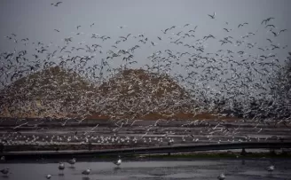 Martıların rüzgarla dansı görüntülendi
