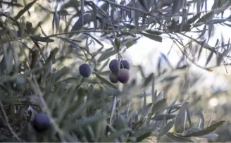 Mersin Büyükşehir’in fidanları üreticinin umudu oldu