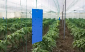 Mersin’de üreticilere sera ipi ve yapışkanlı tuzak desteği