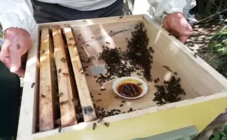 Arı ölümlerinin zararı büyük!