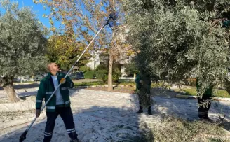Muğla Milas’ın yeşil alanlarda zeytin hasadına devam ediyor