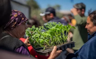 Muğla Milas’tan üreticilere fide desteği