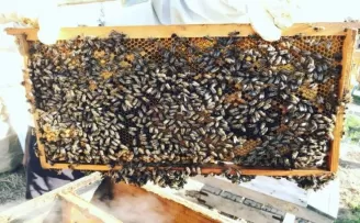 Nallıhan’da arıcıların bakım sezonu başladı
