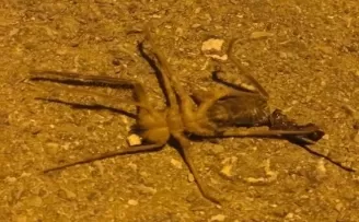 Nallıhan’da Sarıkız tedirginliği
