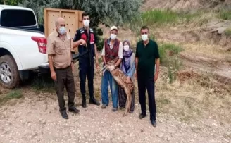 Nallıhan’da yavru ceylan köpeklerin elinden son anda kurtarıldı
