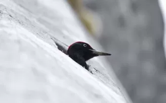 O Ağaçkakan değil ’Minarekakan