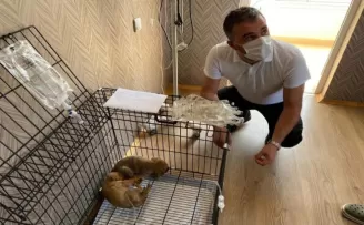 Ölüme terk edilen yavru köpeklere Pursaklar Belediyesi sahip çıktı
