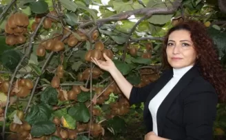 Organik kivi üretimi projesi yürütülüyor
