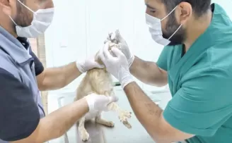 Ortahisar sokak hayvanlarını tedavi ettiriyor
