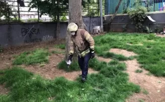 Ağaçtan düşen yavru karga için belediye ekipleri seferber oldu