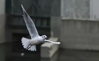 Başkent Ankara’nın martıları
