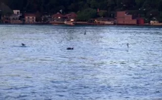 Boğaz’da yunusların dansı mest etti