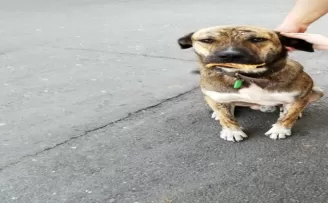 (Özel) Köpeğe çarptı umursamadan kaçtı
