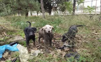 (ÖZEL) Kuyuya düşen yavru köpekleri itfaiye kurtardı

