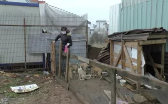  Otomobil çarpan köpeğin yardımına diğer köpekler koştu