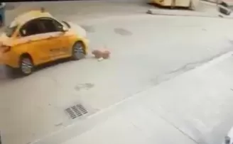 Pendik’te köpeğe çarpan taksici kaçtı