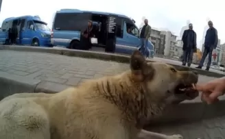  Sokak köpeklerini sinirlendirip kendini ısırttırıyor