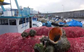 Palamut olmayınca deniz salyangozuna yöneldiler
