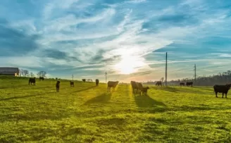 Pandemi nedeniyle eve teslim kurban hizmetine rağbet arttı
