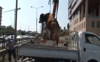 Pendik’te kaçan kurbanlık dana trafiği birbirine kattı
