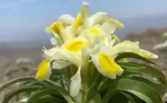 Peşmen Nevruzu Malatya’da çiçek açtı! Koparılırsa 557 bin 212 TL cezası var!